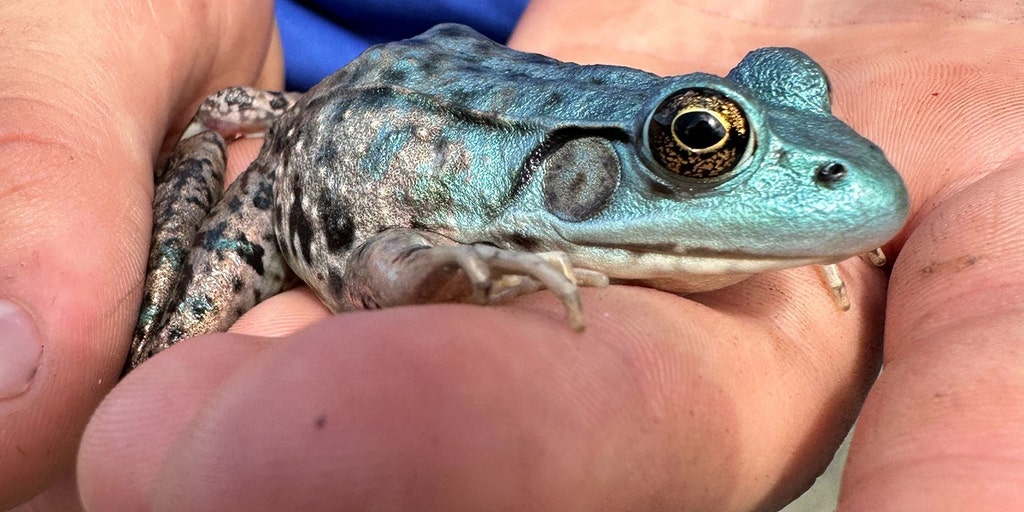See the rare blue frog spotted in Rhode Island
