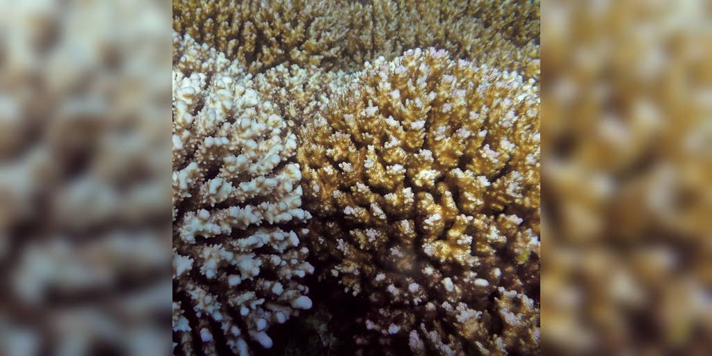 Sea surface temperature has a big impact on coral outplant survival
