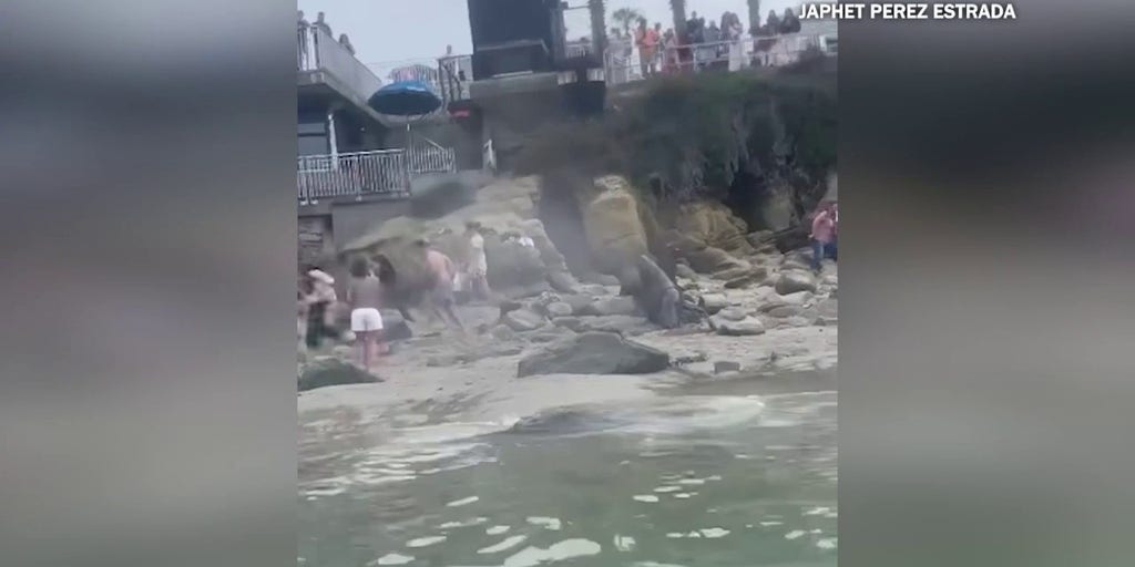 Video: Sea lion charges toward beachgoers at San Diego cove | Fox Weather