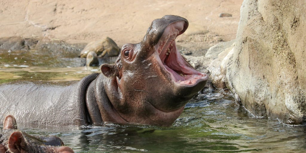 Watch how animals at the nation’s zoos are beating the summer heat and