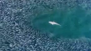 Drone video captures shark hunting off Long Island beach