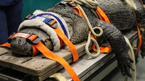 See how veterinarians diagnose a nearly 400-pound alligator in Florida