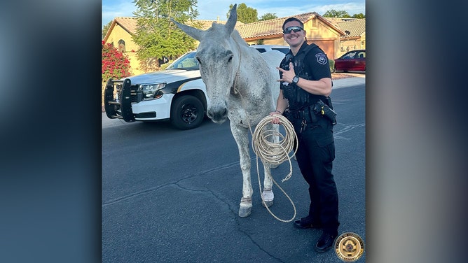 Law enforcement, often times, requires them to wear many different hats. In this instance, this Glendale police officer put on his cowboy hat.