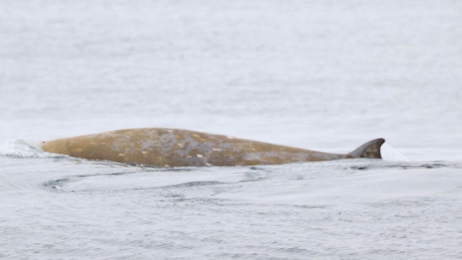 Rare whales spotted off the California coast