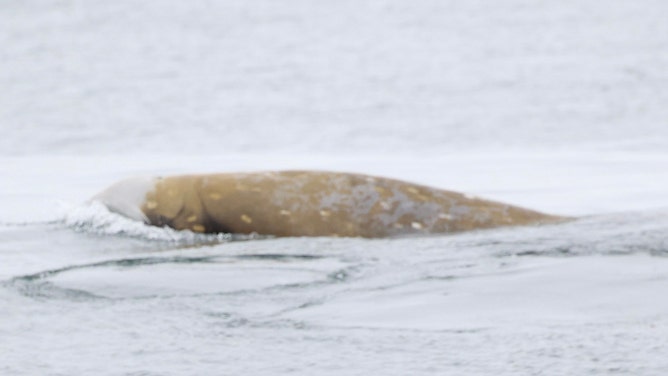 Rare whales spotted off the California coast