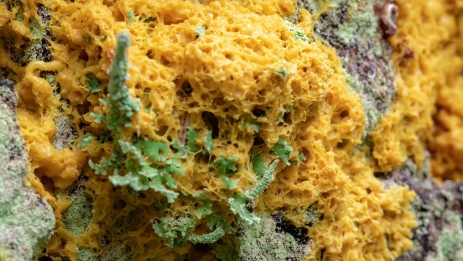 Here is a detailed close-up video of slime mold. The yellow slime mold pulses grows and shrinks while surrounding and covering lichen and spruce bark at Glacier Bay National Park and Preserve in Southeast Alaska west of Juneau.