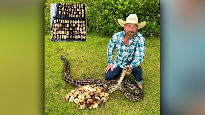 Record-breaking invasive python nest removed