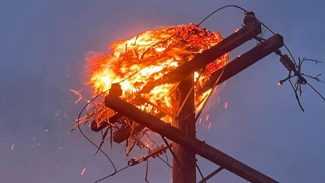 Mama bird 'frantically circles overhead' her burning nest until chicks' tragic death, Utah firefighters say