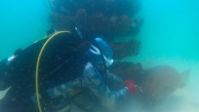 Scuba instructor Tazz Felde helped rescue the distressed shark from an artificial reef system in about 20 feet of water at John Beasley Park on Okaloosa Island at Ft. Walton Beach.