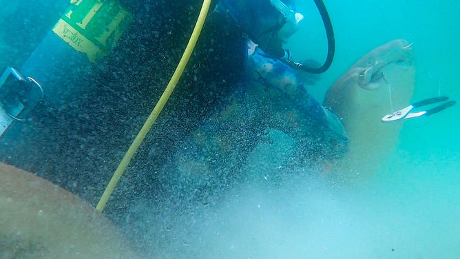 Scuba instructor Tazz Felde helped rescue the distressed shark from an artificial reef system in about 20 feet of water at John Beasley Park on Okaloosa Island at Ft. Walton Beach.