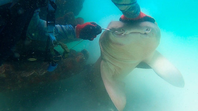 Watch: Florida scuba diver frees entangled shark from fishing line