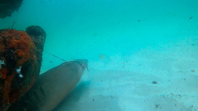Scuba instructor Tazz Felde helped rescue the distressed shark from an artificial reef system in about 20 feet of water at John Beasley Park on Okaloosa Island at Ft. Walton Beach.