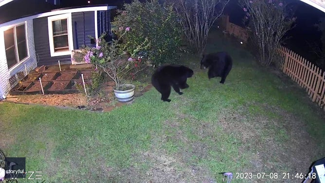 Black bears brawled in the yard of a home in the Florida Panhandle in early July, leaving broken flowerpots, trampled plants, and an amazed homeowner in their wake.