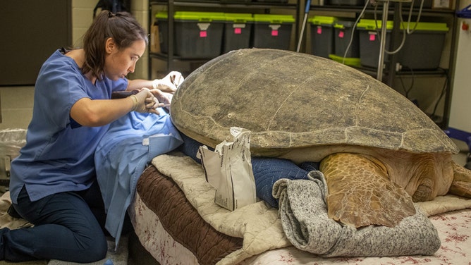 Brevard Zoo's Sea Turtle Healing Center welcomed one of the largest female green sea turtle patients in its 9-year history. The 374-pound sea turtle came to them on Friday, July 7, after being found with commercial fishing line wrapped around her neck and front flippers.