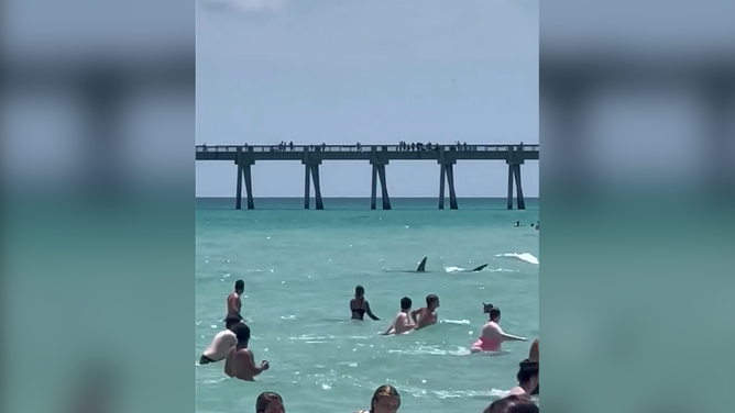 A shark was seen in the water with swimmers along Navarre Beach in Florida.