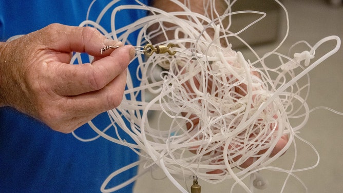 Brevard Zoo's Sea Turtle Healing Center welcomed one of the largest female green sea turtle patients in its 9-year history. The 374-pound sea turtle came to them on Friday, July 7, after being found with commercial fishing line wrapped around her neck and front flippers.