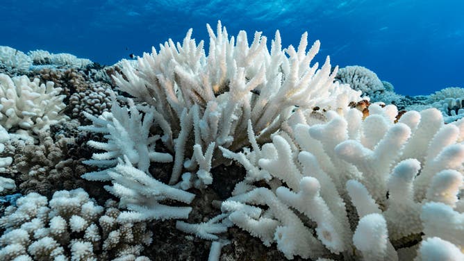 2019 File photo: A view of major bleaching on the coral reefs of the Society Islands on May 9, 2019 in Moorea, French Polynesia.