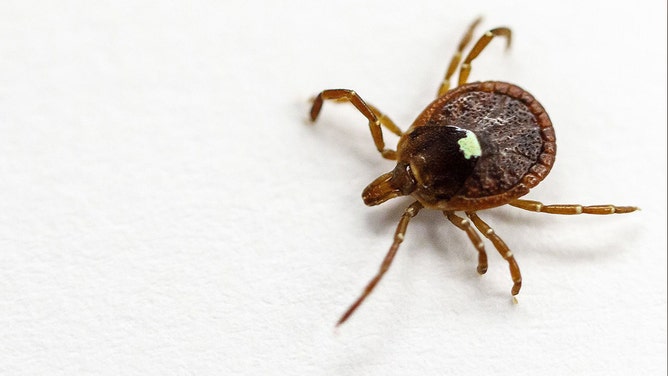 A live specimen of the lone star tick.