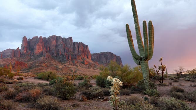 Southwest's Iconic Saguaro Cactus