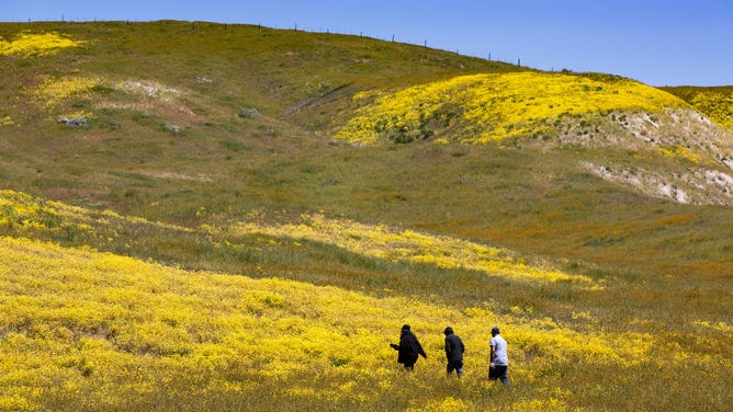 CARRIZO PLAIN NATIONAL MONUMENT, CA - APRIL 22: Following recent record-setting rains, the hillsides and pastures are covered in a carpet of goldfields, phacelia, and other wildflowers, drawing thousands of visitors to this remote, dusty part of California that is home to thousands of migratory birds and the largest alkali wetlands in the state, as viewed on April 22, 2023, in Carrizo Plain National Monument, California. Located in the southeastern corner of San Luis Obispo County between the Temblor and Caliente mountain ranges, this 43-mile- long high valley is experiencing an epic wildflower superbloom of goldfield, tidy tips, poppies, fireweed, fiddleheads, lupine, baby blue eyes, and hillside daisies. (Photo by George Rose/Getty Images)