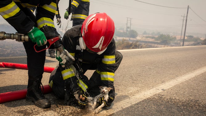 24 July 2023, Greece, Gennadi: A Romanian firefighter sprays water on a cat as a fire broke out near the village of Gennadi. Forest fires rage in Rhodes and other parts of Greece.