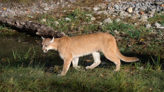 FILE - A young cougar (captive), Montana, United States.
