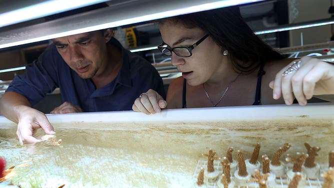 File photo: Andrew Baker (L), Associate Professor, Department of Marine Biology and Ecology, and Rivah Winter, Ph.D. candidate, work on studying staghorn coral in a lab as they take part in researching how multiple climate stressors will impact coral reef in the future at the University of Miami Rosenstiel School of Marine and Atmospheric Science on April 22, 2016 in Miami, Florida.