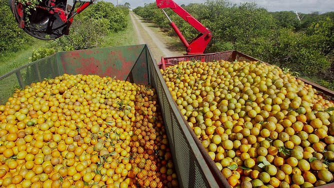 Florida Citrus Production