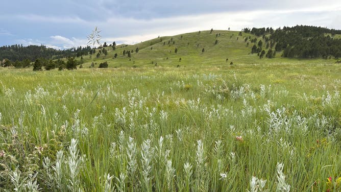Black Hills, South Dakota.