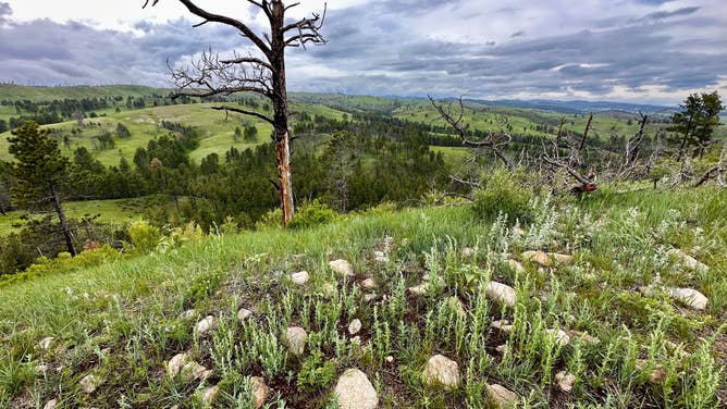 Black Hills, South Dakota.