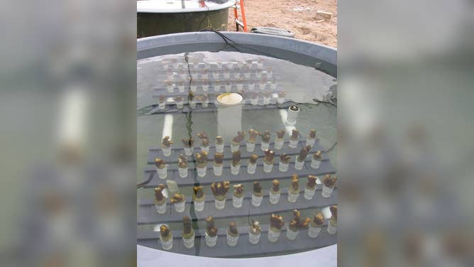 The researchers studied measured skeletal growth, total mass increase and calcification rates — or the rate at which corals produce calcium carbonate, which is a measure of their growth — in controlled tank environments under different temperature regimes.