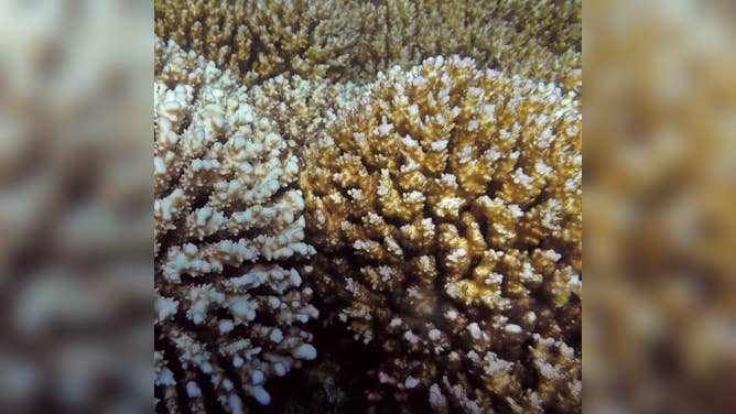 Corals that associate with D. glynnii (right) are at an advantage during extreme heat events compared to corals that associate with C. latusorum (left).