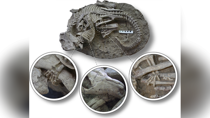 Psittacosaurus lujiatunensis-Repenomamus robustus pair (WZSSM VF000011) locked in mortal combat. Insets depict (left to right): hand of R. robustus wrapped around lower jaw of P. lujiatunensis, teeth of R. robustus embedded in forearm of P. lujiatunensis, hind foot of R. robustus wrapped around lower hindlimb of P. lujiatunensis.