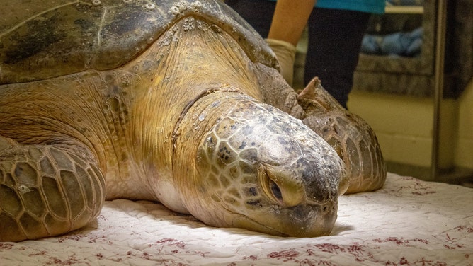 Brevard Zoo's Sea Turtle Healing Center welcomed one of the largest female green sea turtle patients in its 9-year history. The 374-pound sea turtle came to them on Friday, July 7, after being found with commercial fishing line wrapped around her neck and front flippers.