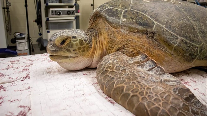 Nearly 400-pound green sea turtle rescued from Florida's Space Coast ...