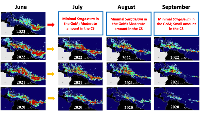 This graphic compares the trend of decreasing sargassum from June to July, August and September for 2020, 2021, 2022 and 2023. The prediction for July, August and September (in red text) show the outlook of sargassum seaweed in the Gulf of Mexico (GoM) and the Caribbean Sea (CS). 