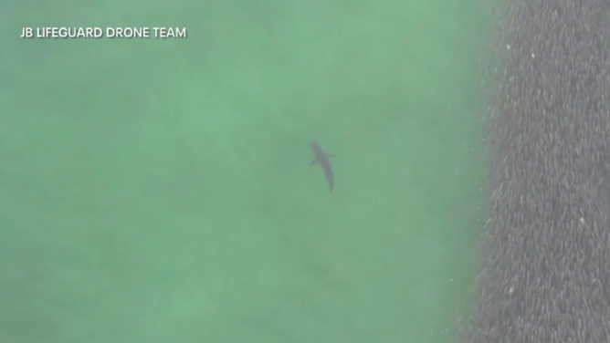 A shark seen by a New York lifeguard drone.
