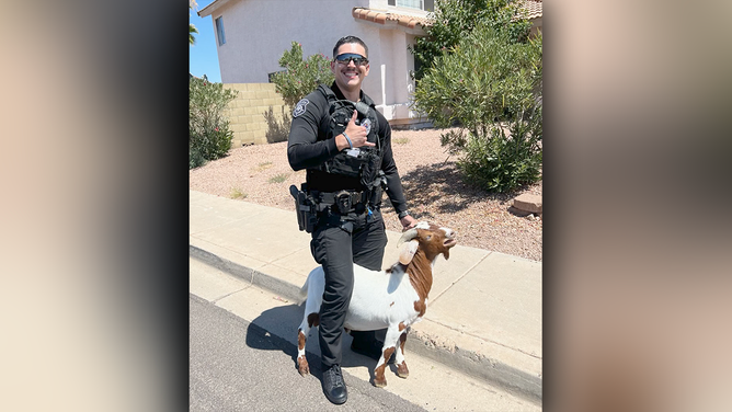 Officers in Glendale, Arizona, chased a pair of goats who had escaped their owners last Saturday.