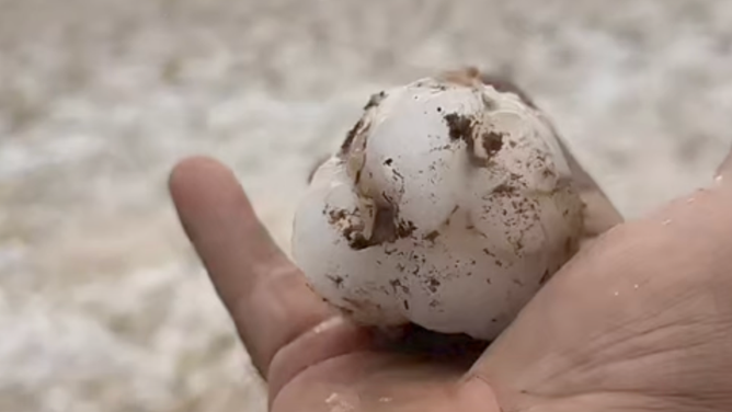 Hail stone from Watrous, New Mexico. July 15, 2023.