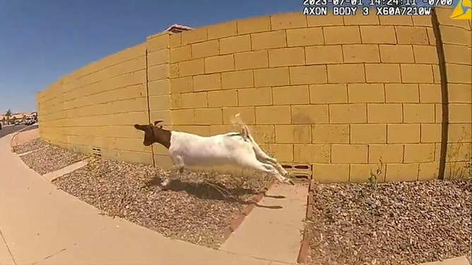 Officers in Glendale, Arizona, chased a pair of goats who had escaped their owners last Saturday.