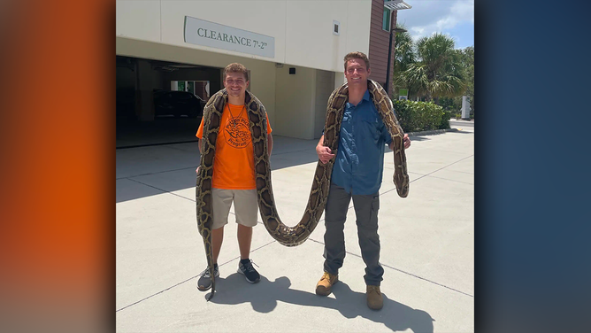 Wild video shows trio capturing longest Burmese python ever recorded in Florida