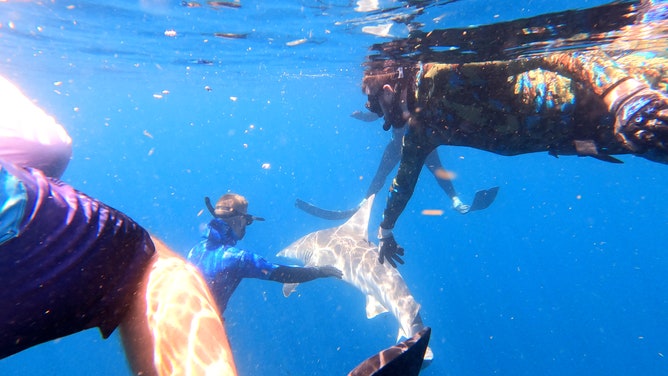 About 20 veterans swam with sharks on July 4, 2023 off the coast of Jupiter, Florida. The shark dive was organized by Shark Addicts and Wounded Veterans Relief Fund.