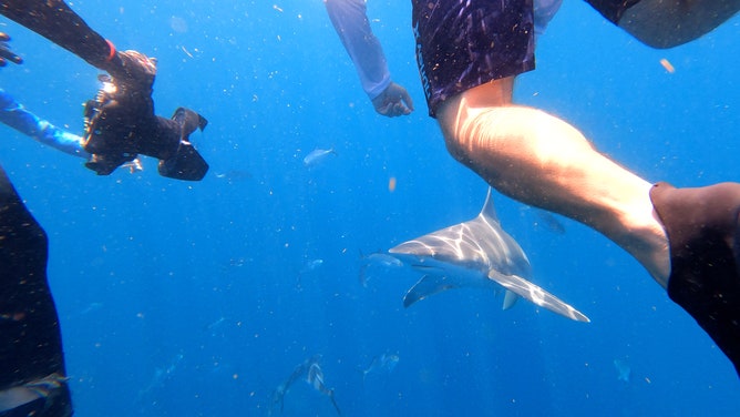 About 20 veterans swam with sharks on July 4, 2023 off the coast of Jupiter, Florida. The shark dive was organized by Shark Addicts and Wounded Veterans Relief Fund. (Image: Brandy Campbell/FOX Weather)