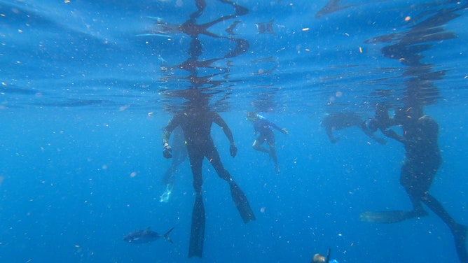 About 20 veterans swam with sharks on July 4, 2023 off the coast of Jupiter, Florida. The shark dive was organized by Shark Addicts and Wounded Veterans Relief Fund. (Image: Brandy Campbell/FOX Weather)