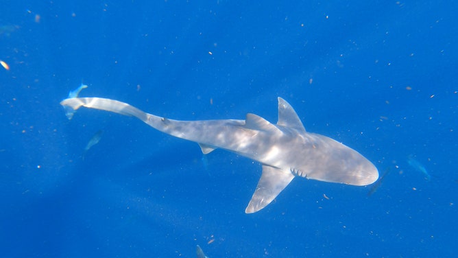 About 20 veterans swam with sharks on July 4, 2023 off the coast of Jupiter, Florida. The shark dive was organized by Shark Addicts and Wounded Veterans Relief Fund. (Image: Brandy Campbell/FOX Weather)