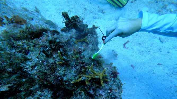 I.Care divers are working to restore and maintain corals off the coast of Florida.