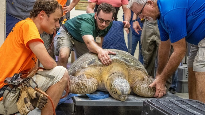 Brevard Zoo's Sea Turtle Healing Center welcomed one of the largest female green sea turtle patients in its 9-year history. The 374-pound sea turtle came to them on Friday, July 7, after being found with commercial fishing line wrapped around her neck and front flippers.