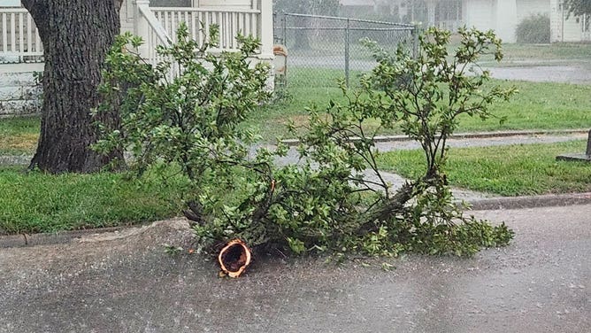 A large tree limbs snapped during a storm lays on the street in Lyons, Kansas, on July 14, 2023.