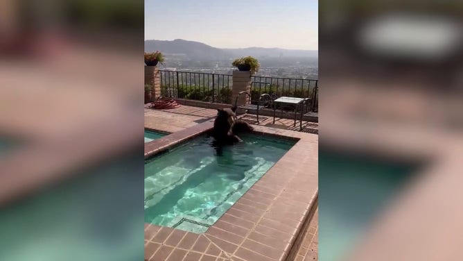 During a scorching summer in Burbank, California, police responded Friday afternoon to a report of a furry intruder in a swimming pool.