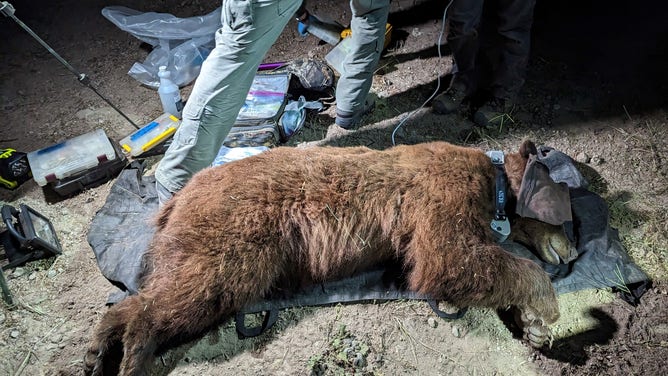 Black Bear Killed Near Los Angeles Was First To Make The Area Home In ...